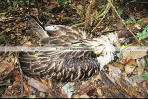 Photo credit Philippine Eagle Foundation (Official)